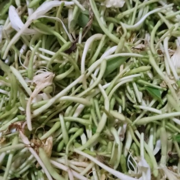 金银花