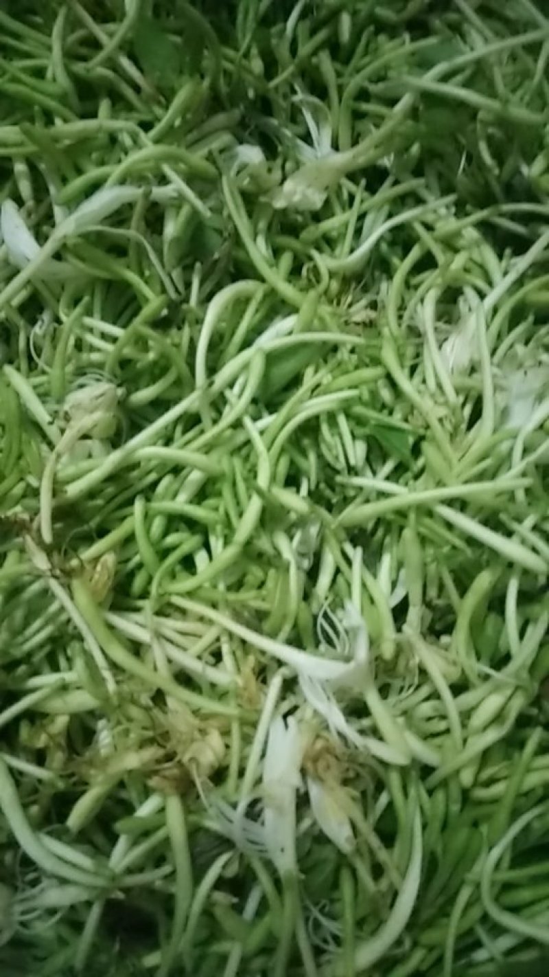 金银花，纯野生金银花。。。。。。。。。。。。。。。