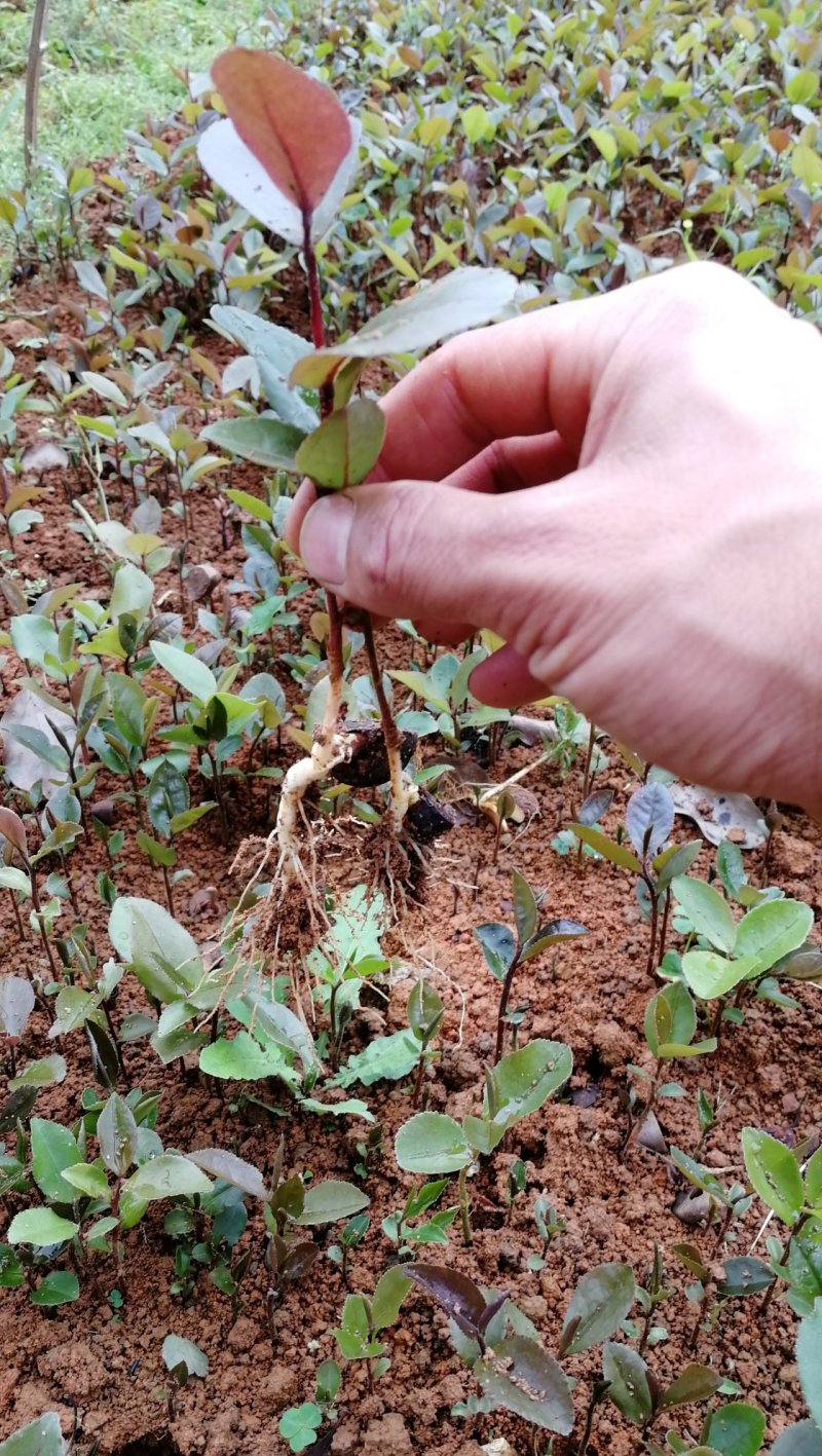 供应油茶树苗籽播油茶小苗油茶芽苗当年芽苗1年小苗
