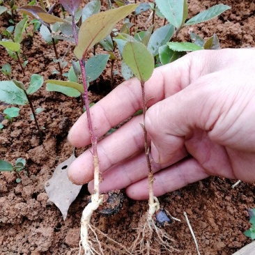 供应油茶树苗籽播油茶小苗油茶芽苗当年芽苗1年小苗