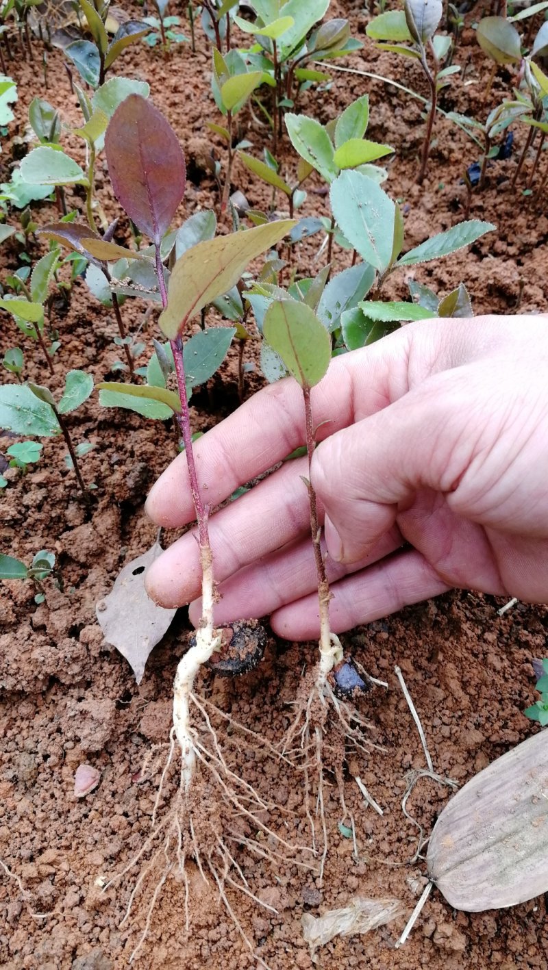 供应油茶树苗籽播油茶小苗油茶芽苗当年芽苗1年小苗