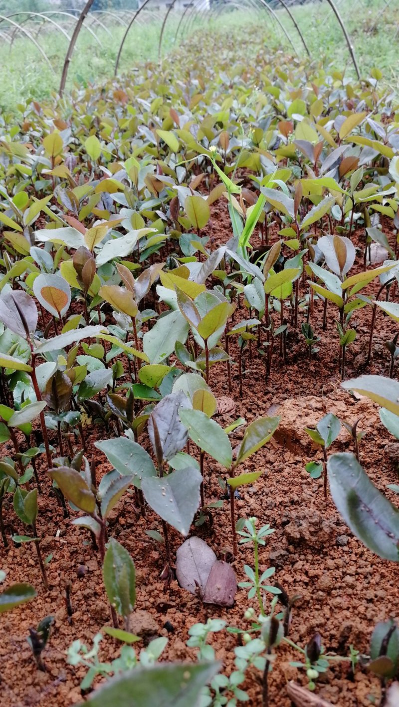 供应油茶树苗籽播油茶小苗油茶芽苗当年芽苗1年小苗