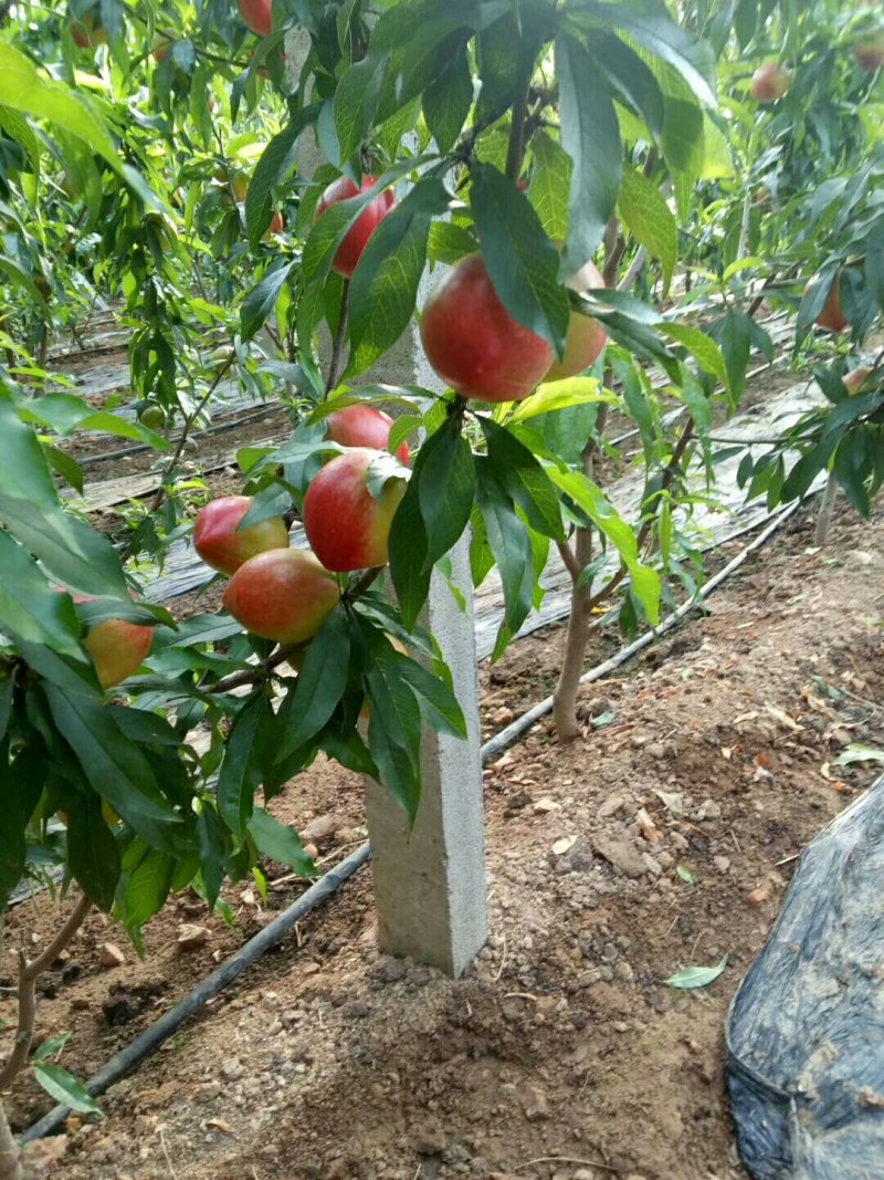 油桃大量上市，各位老板抓紧联系