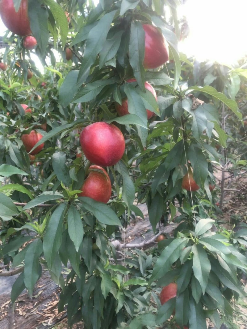 油桃大量上市，各位老板抓紧联系
