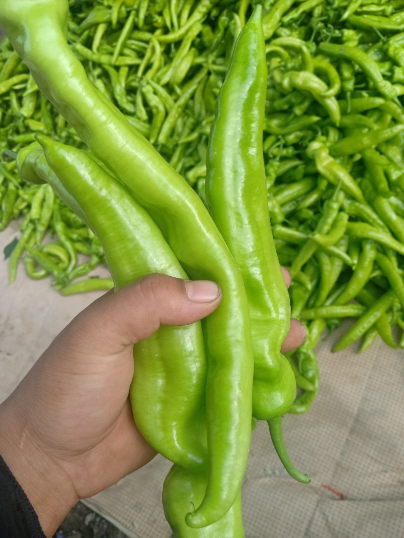 大青椒4cm以上现货，大量上市