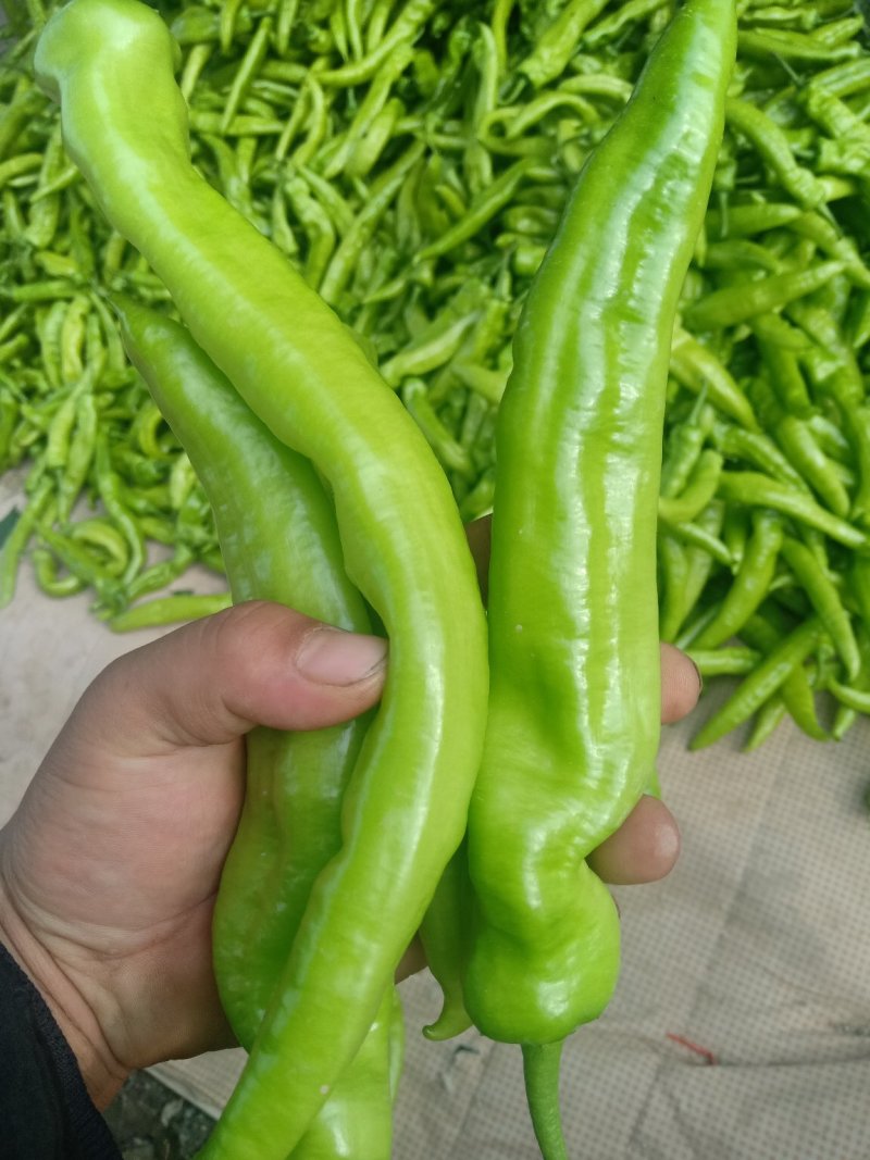大青椒4cm以上现货，大量上市