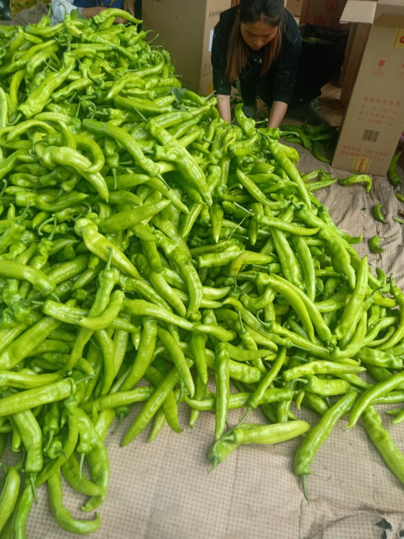 大青椒4cm以上现货，大量上市