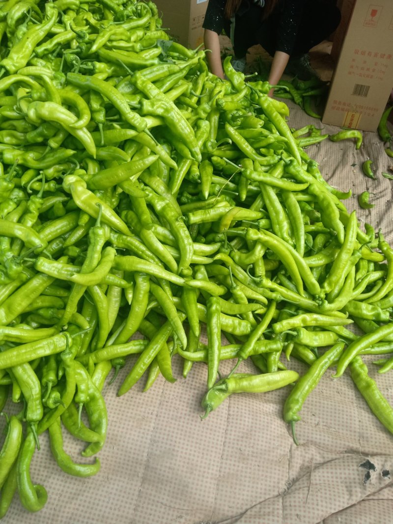 大青椒4cm以上现货，大量上市
