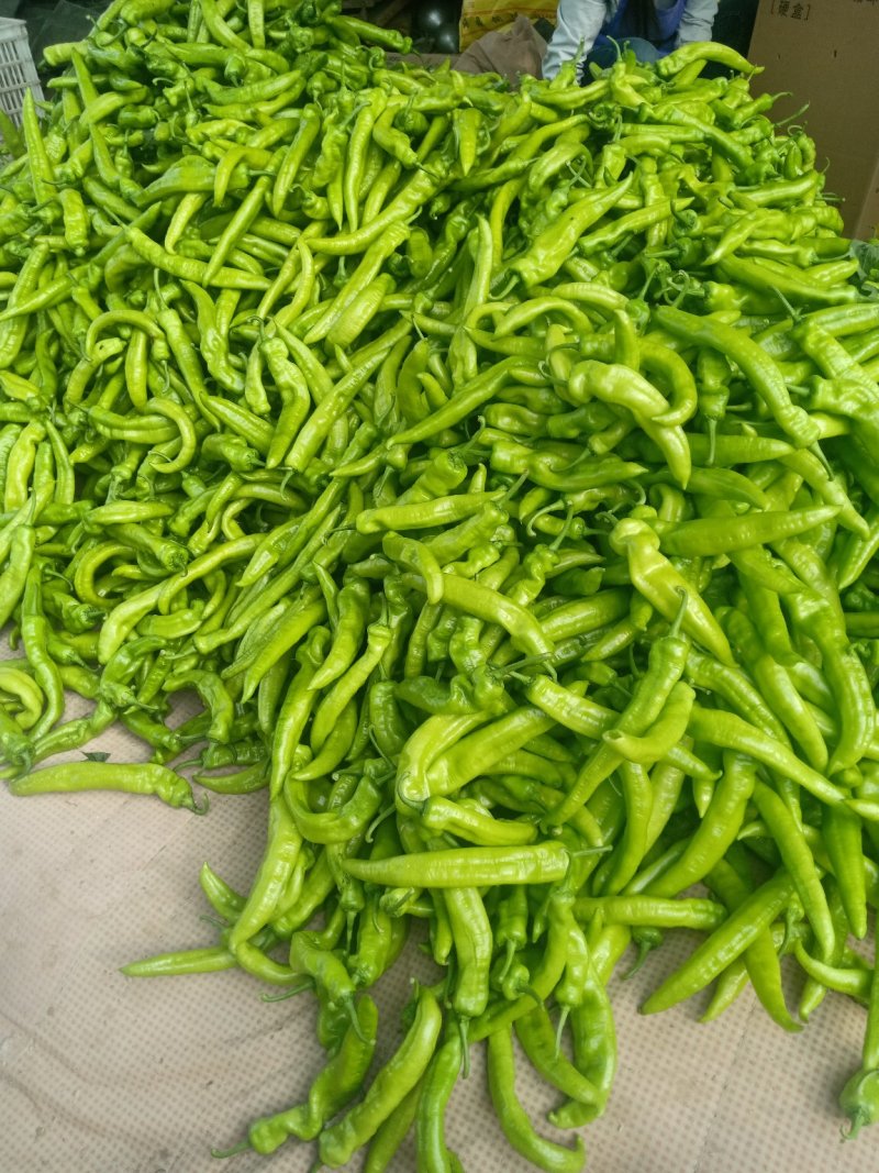 大青椒4cm以上现货，大量上市