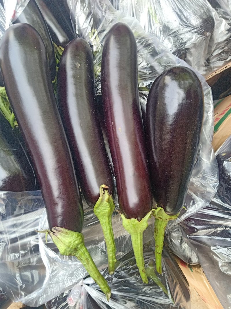 茄子