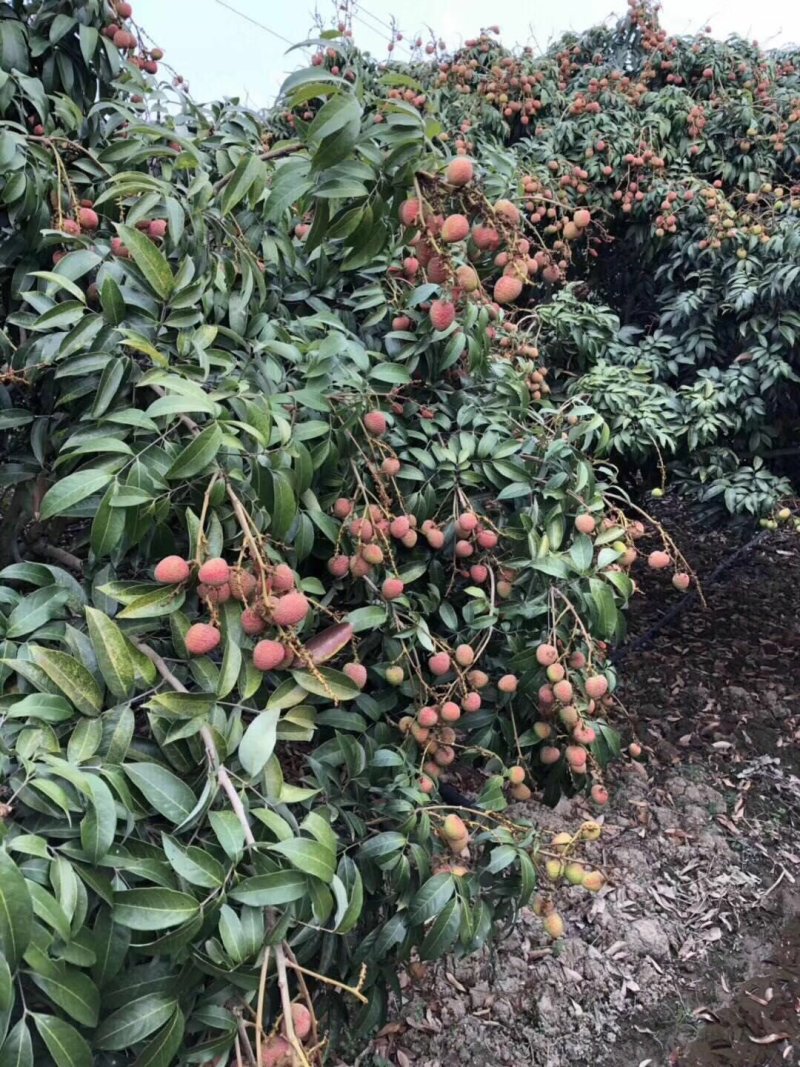 黑叶荔枝荔枝福建荔枝乌叶荔枝价格便宜