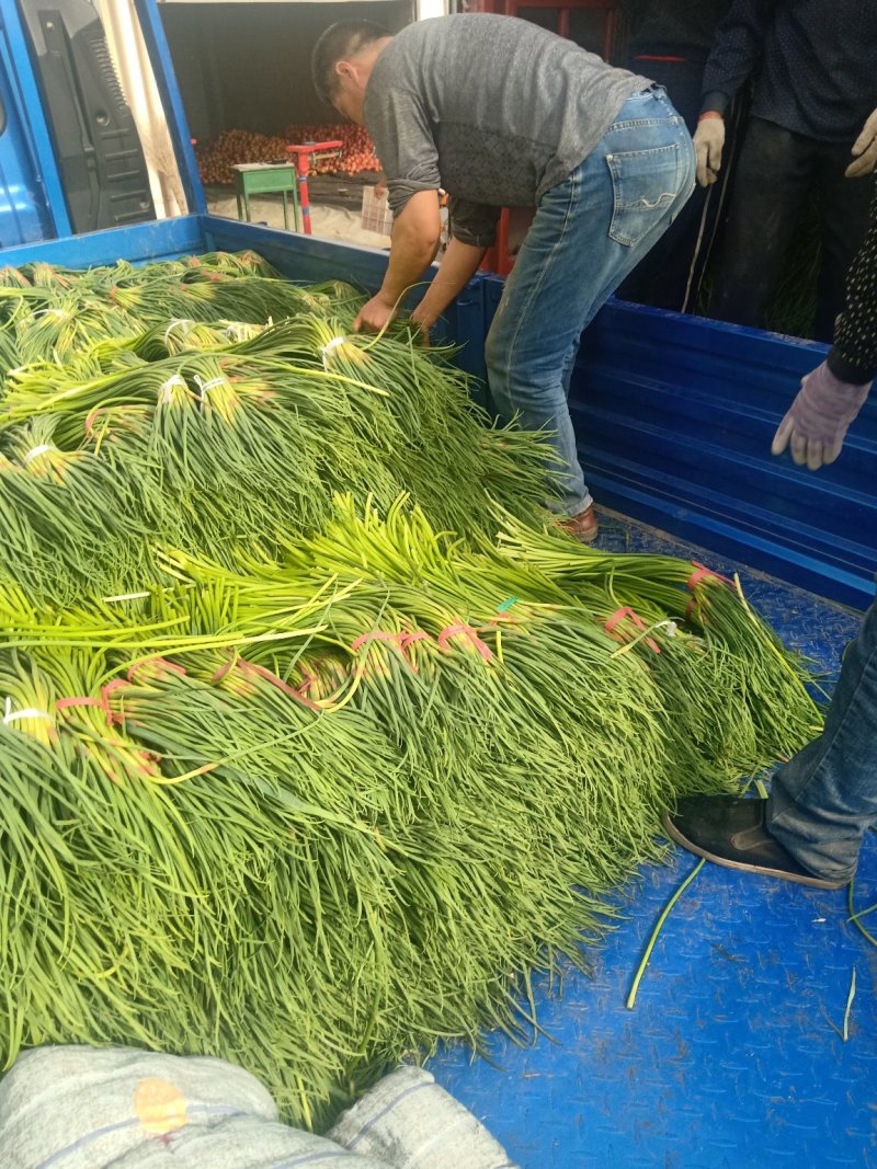 蒜薹