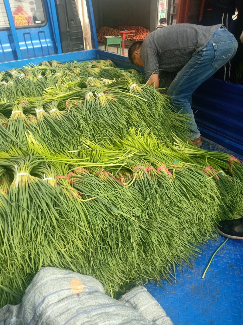 蒜薹