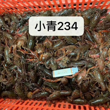 小青234钱洞庭小龙虾产地直供