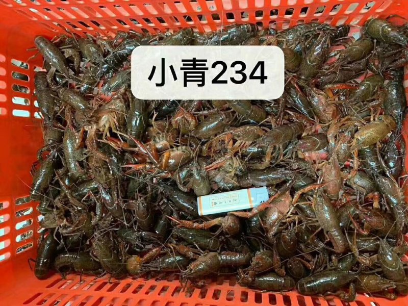 小青234钱洞庭小龙虾产地直供
