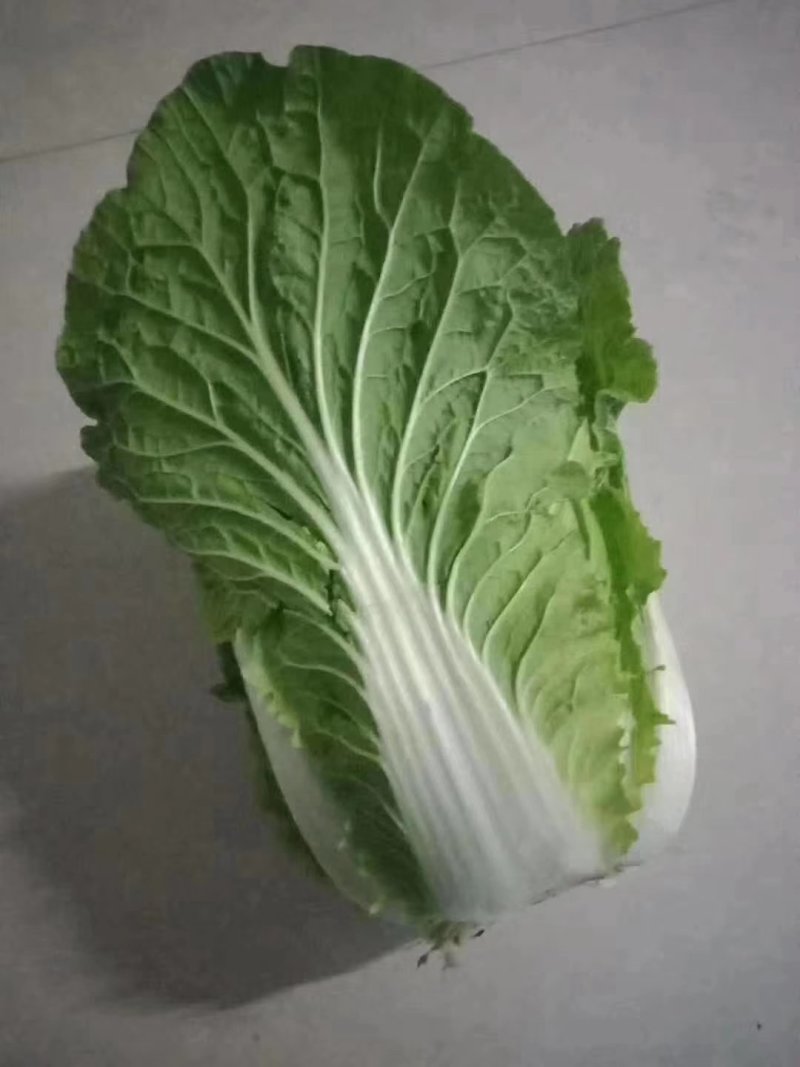 黄心白菜，供应量大，供货期长