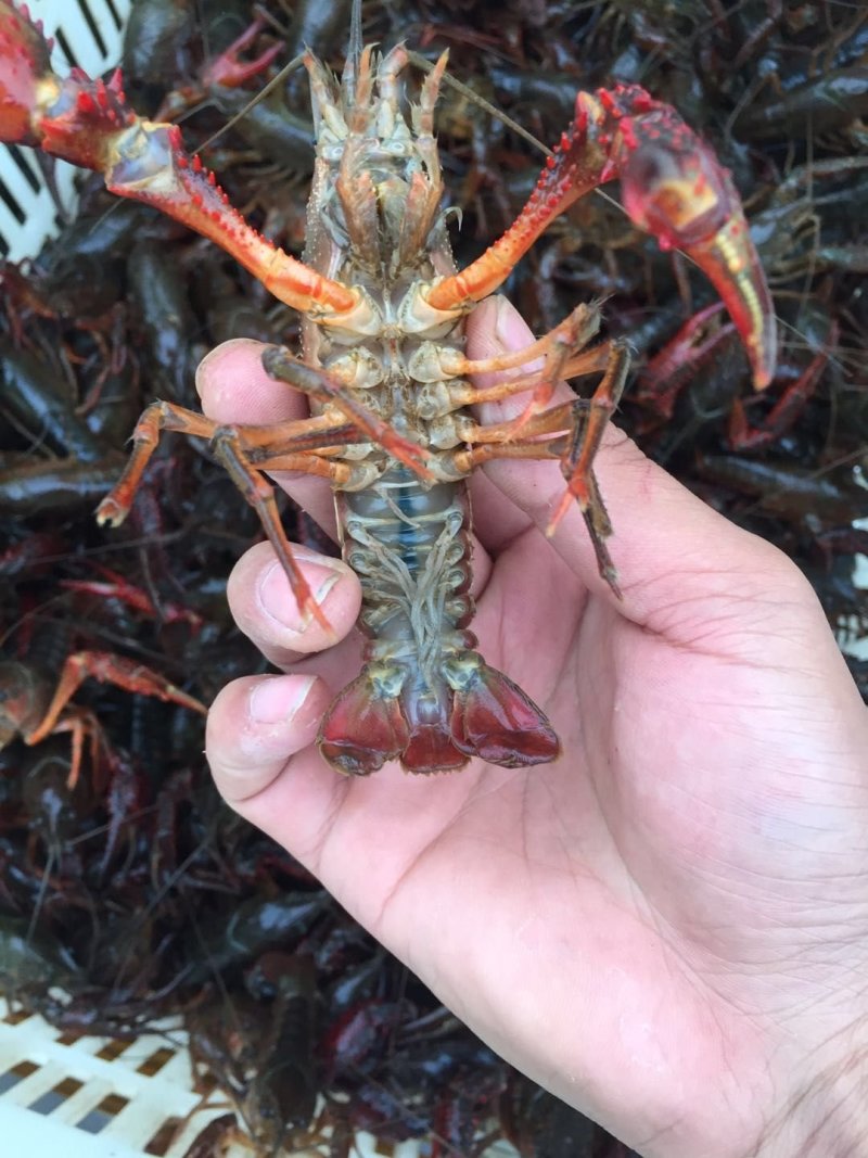 9钱以上小龙虾