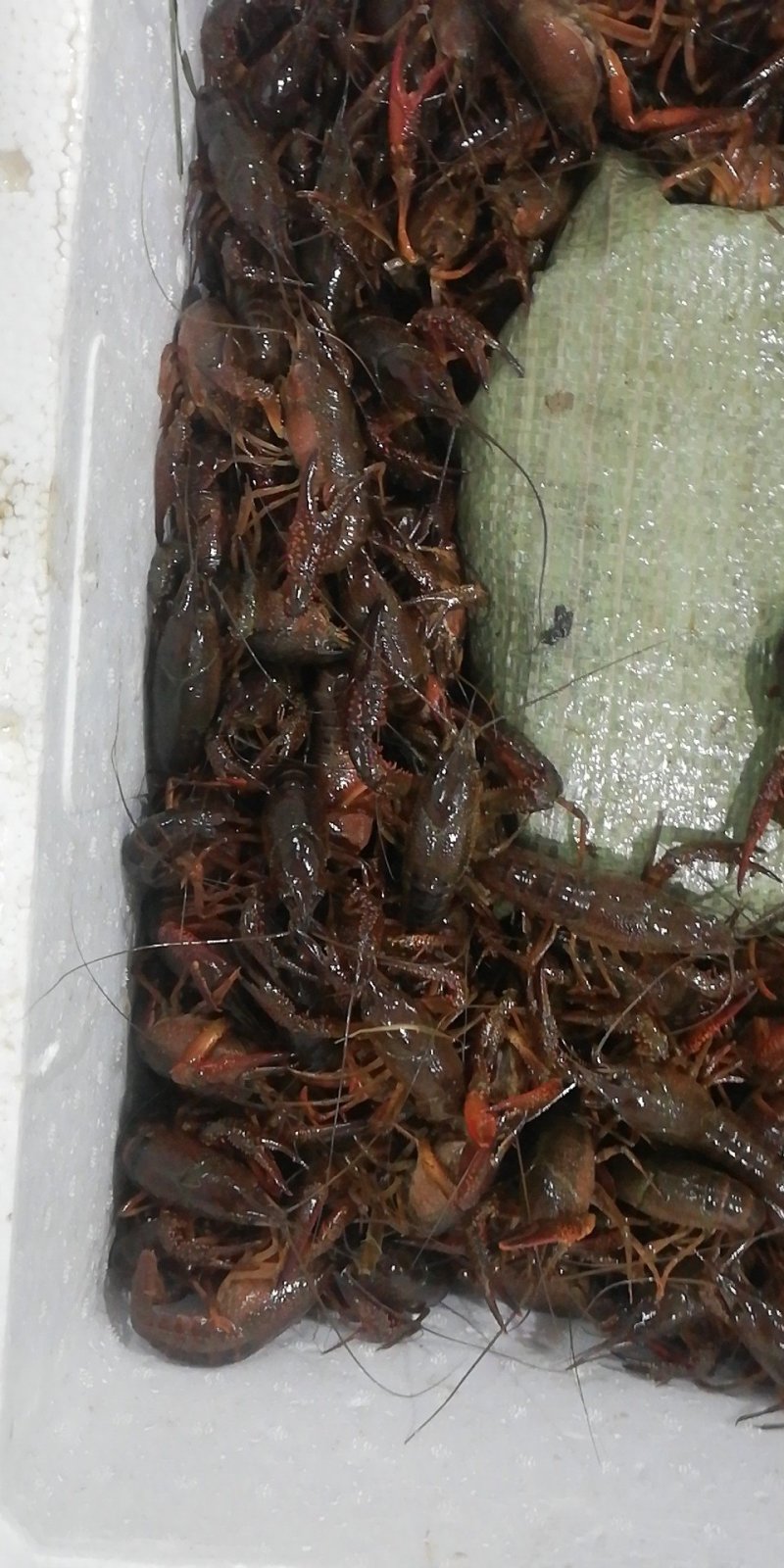 岳阳小龙虾456青虾基地直供