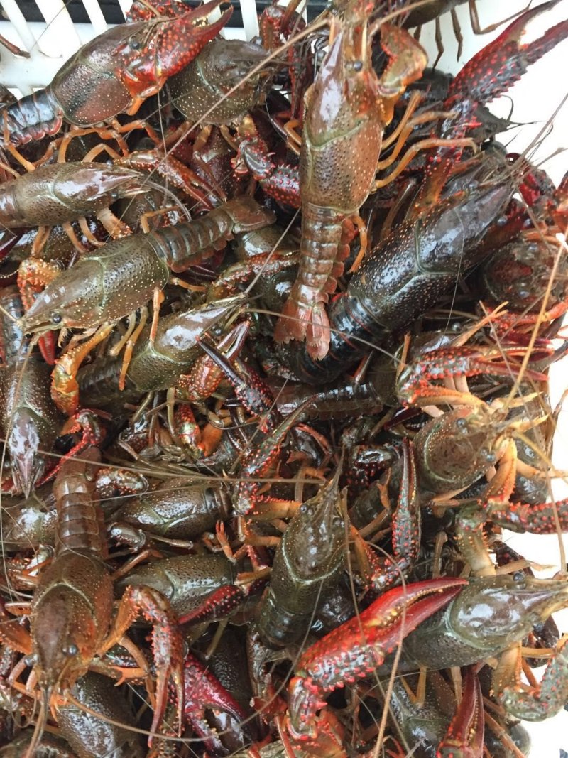 岳阳小龙虾456青虾基地直供