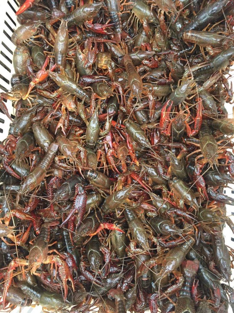 岳阳小龙虾456青虾基地直供