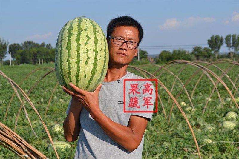 陕西甜王西瓜基地高军果蔬合作社直供质量优品质保证