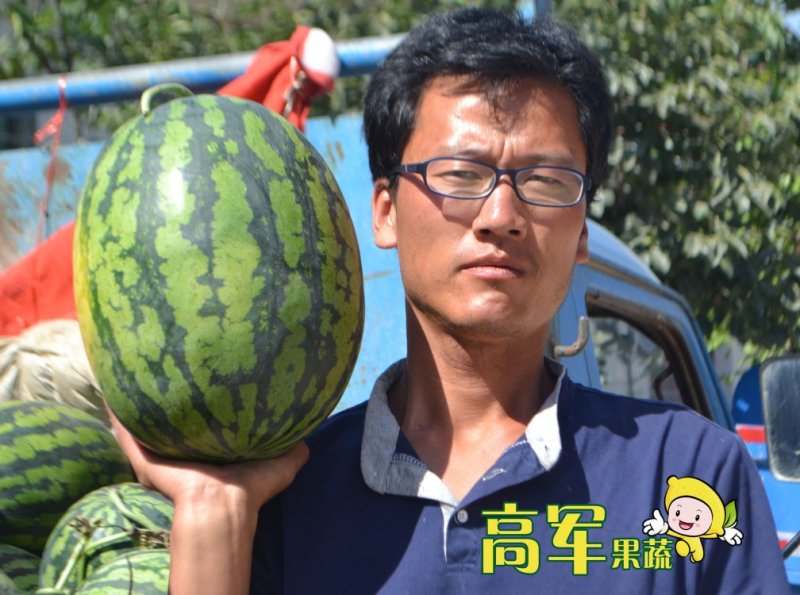 陕西甜王西瓜基地高军果蔬合作社直供质量优品质保证