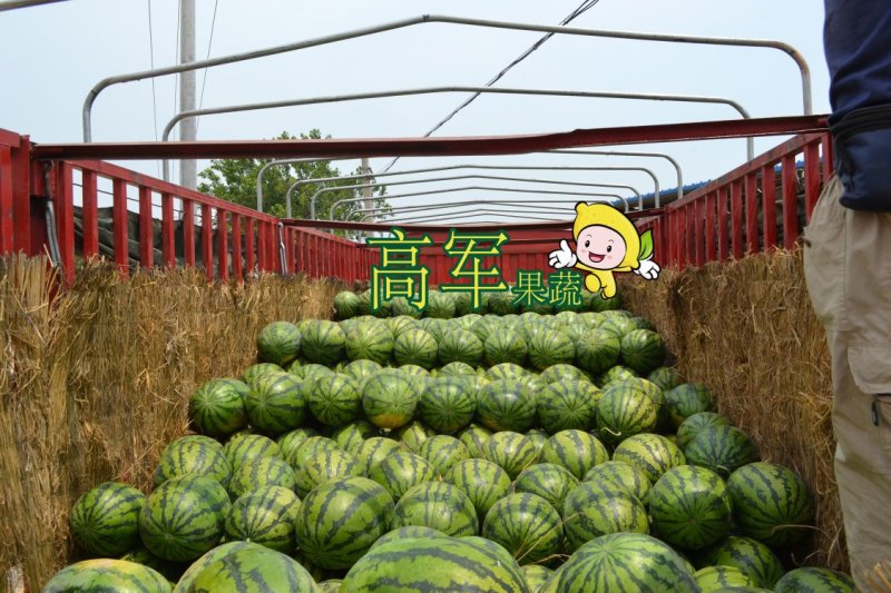 陕西甜王西瓜基地高军果蔬合作社直供质量优品质保证
