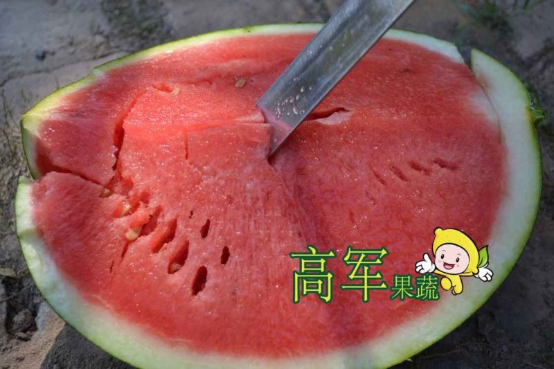 陕西甜王西瓜基地高军果蔬合作社直供质量优品质保证