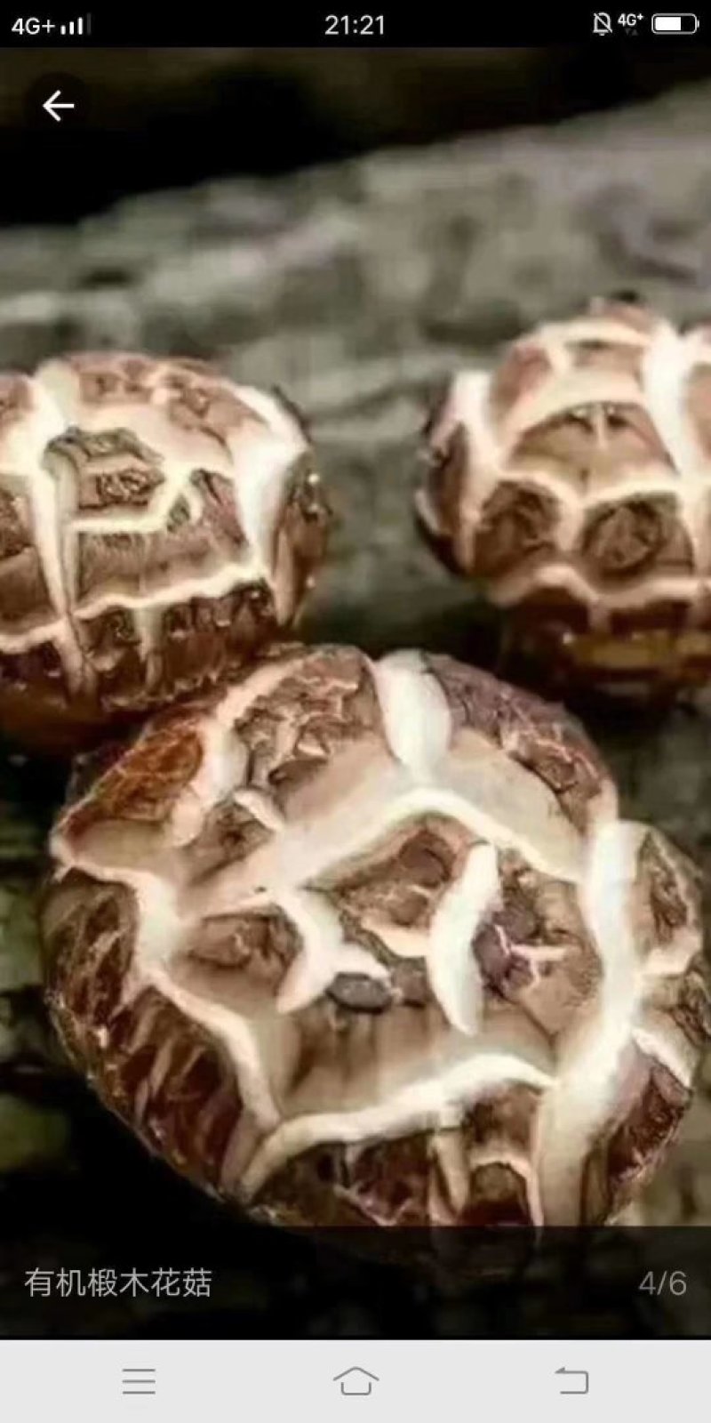 椴木花菇无根肉厚