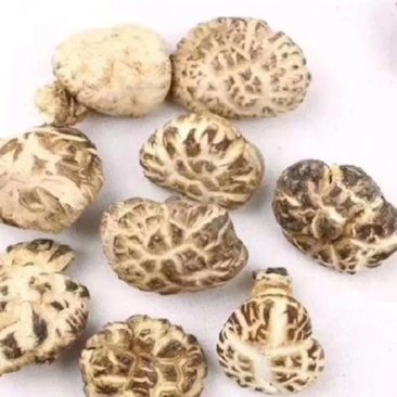 椴木花菇无根肉厚