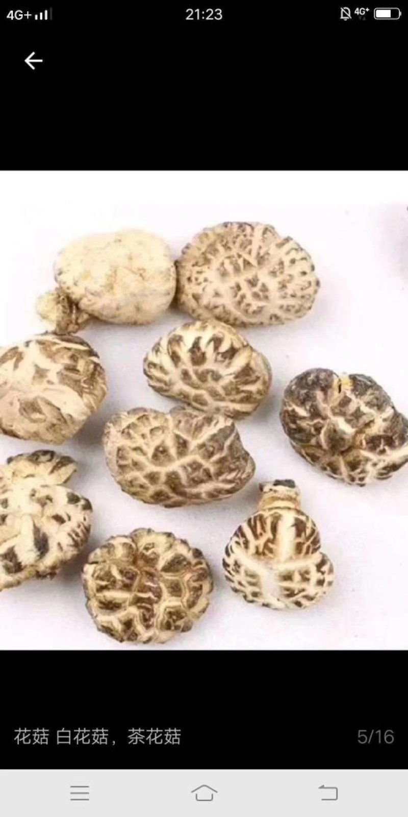 椴木花菇无根肉厚