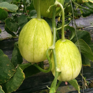 冷棚京蜜二茬供应中