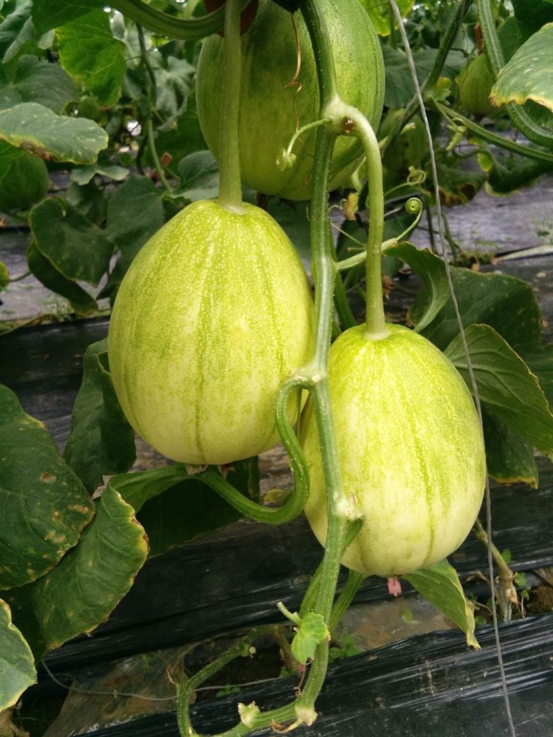 冷棚京蜜二茬供应中
