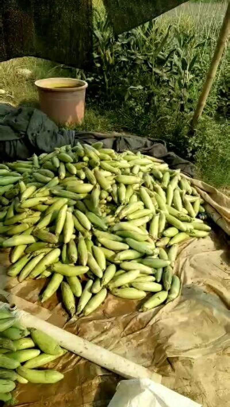 云南版纳傣乡冰川茄子绿色生态种植基地直供可基地货