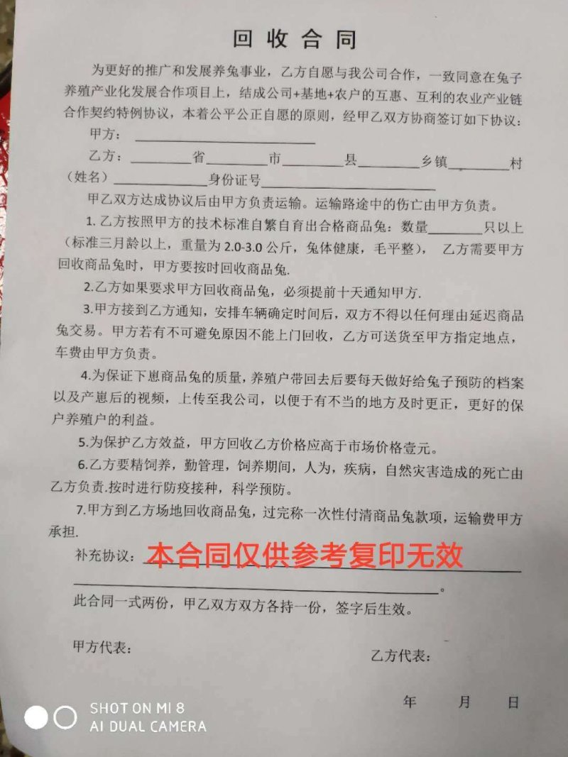 杂交野兔兔子种兔肉兔可分期付款送货到家免费学习技术