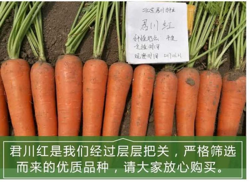 杂交一代君川红胡萝卜种子改良三红七寸参新种