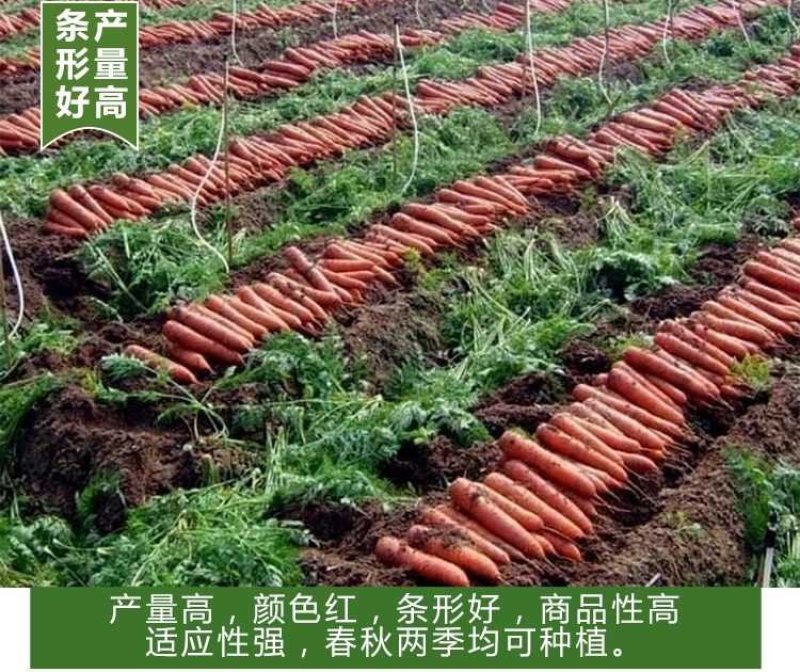 杂交一代君川红胡萝卜种子改良三红七寸参新种