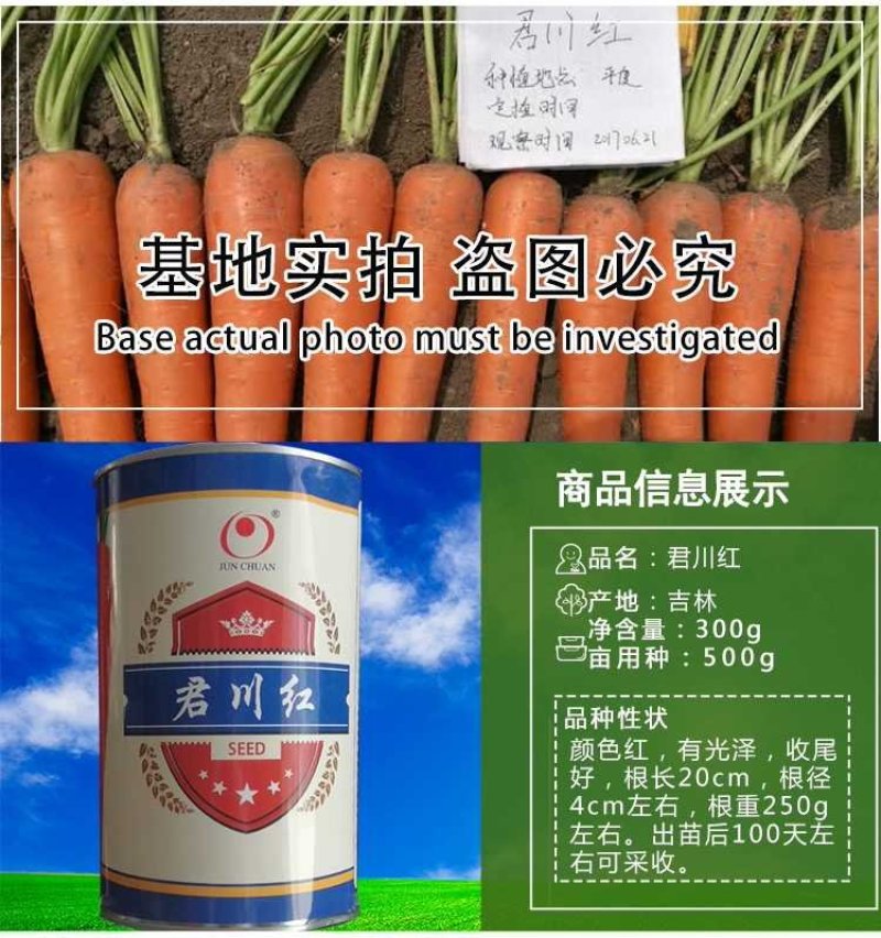 杂交一代君川红胡萝卜种子改良三红七寸参新种