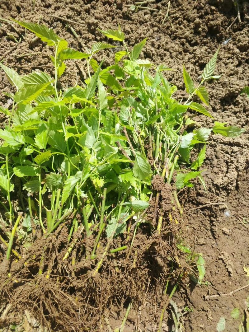 棣棠棣棠苗棣棠小苗棣棠床苗耐寒耐阴爬藤花卉植物