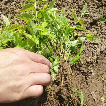 棣棠棣棠苗棣棠小苗棣棠床苗耐寒耐阴爬藤花卉植物