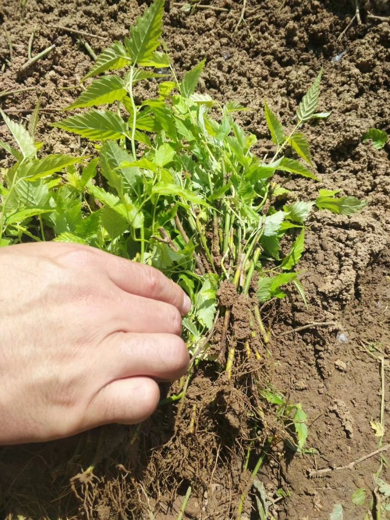 棣棠棣棠苗棣棠小苗棣棠床苗耐寒耐阴爬藤花卉植物