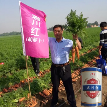 杂交一代君川红胡萝卜种子改良三红七寸参新种