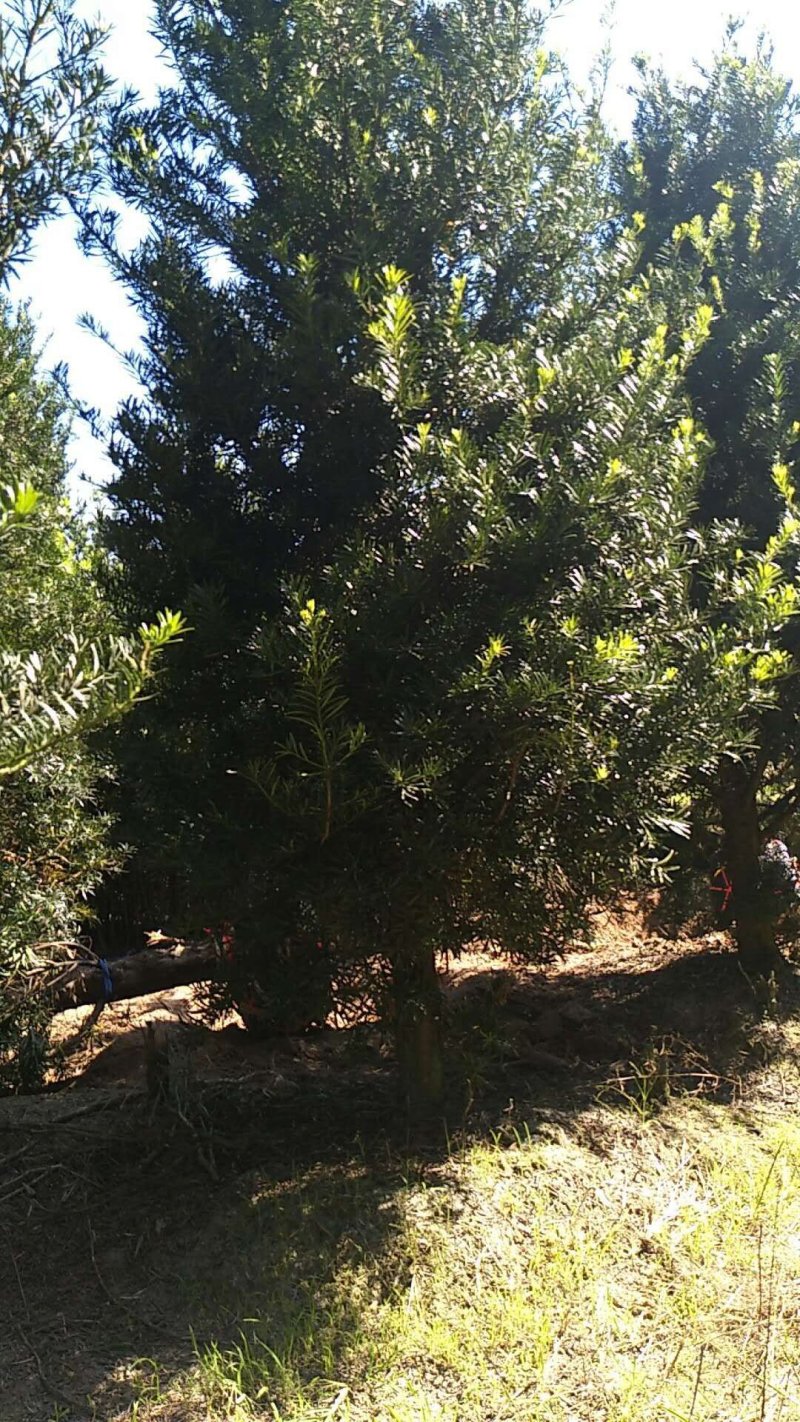 产地直销批发各个规格大小罗汉松