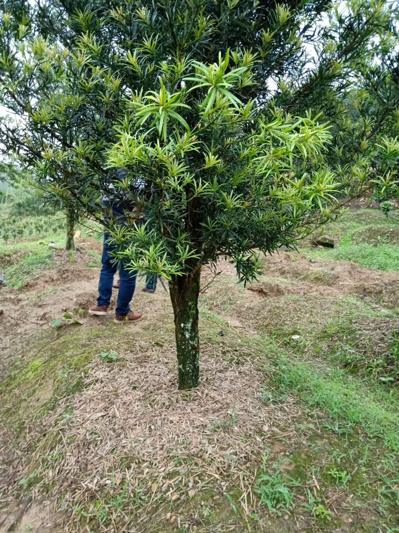 产地直销批发各个规格大小罗汉松