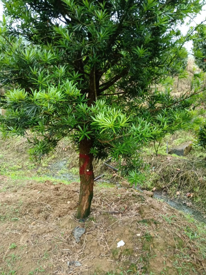 产地直销批发各个规格大小罗汉松
