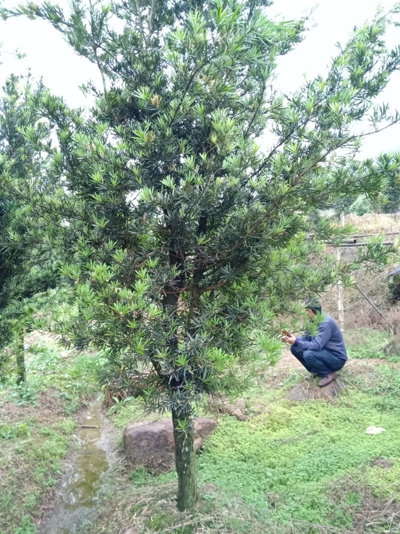 产地直销批发各个规格大小罗汉松