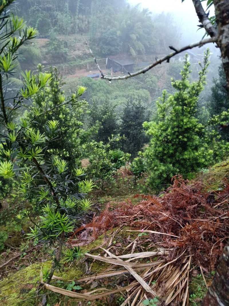 产地直销批发各个规格大小罗汉松