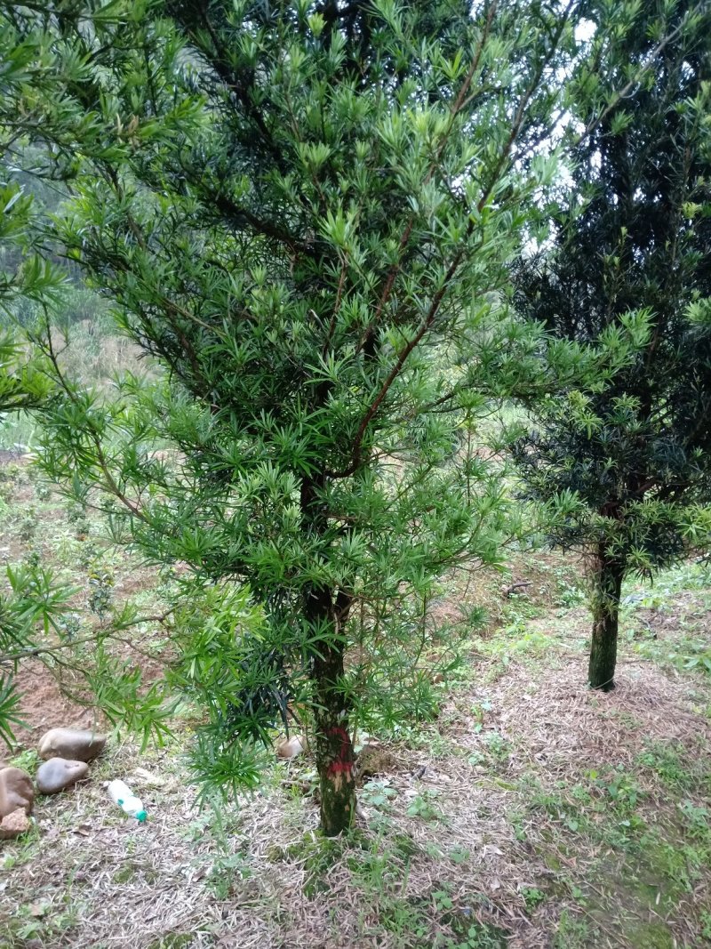 产地直销批发各个规格大小罗汉松