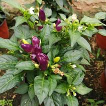 五彩椒盆栽，黄色紫色120盆