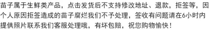 8424西瓜苗西农8西瓜苗金城龙卷风西瓜苗